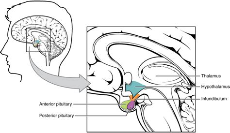 下視丘功能口訣|下視丘(hypothalamus)